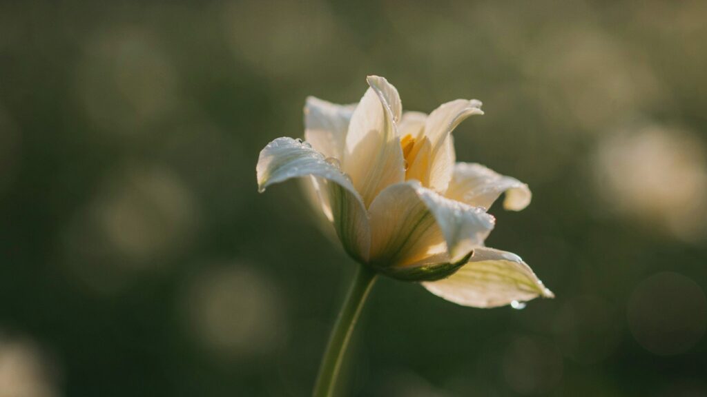 A single cream-colored flower half open in warm early-morning light, dew on its petals, against a soft blurred green background